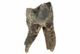 Fossil Woolly Rhino (Coelodonta) Tooth - Siberia #231056-1
